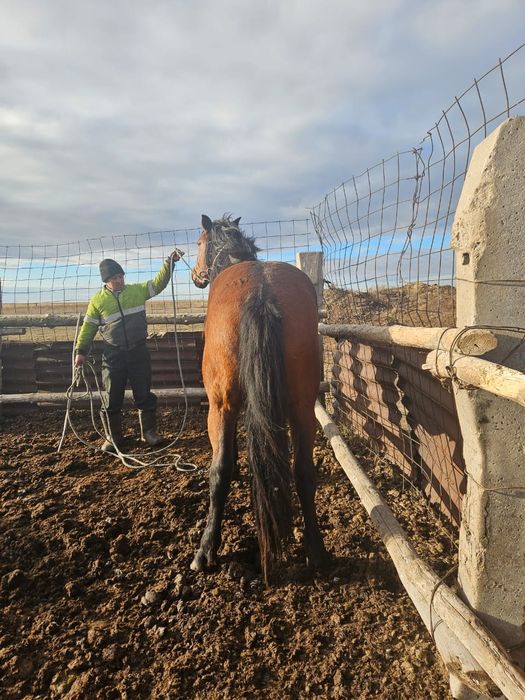 Племенной кушумский жеребец
