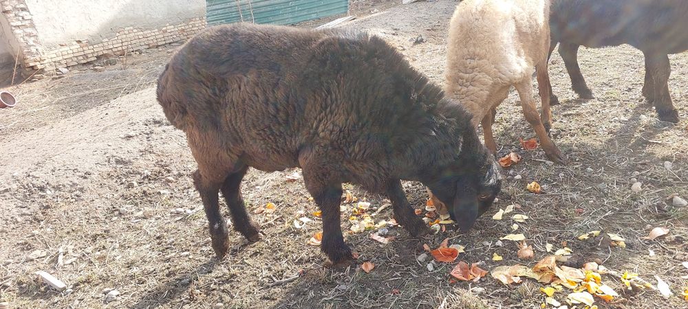 Кучкор сотилади  хисори