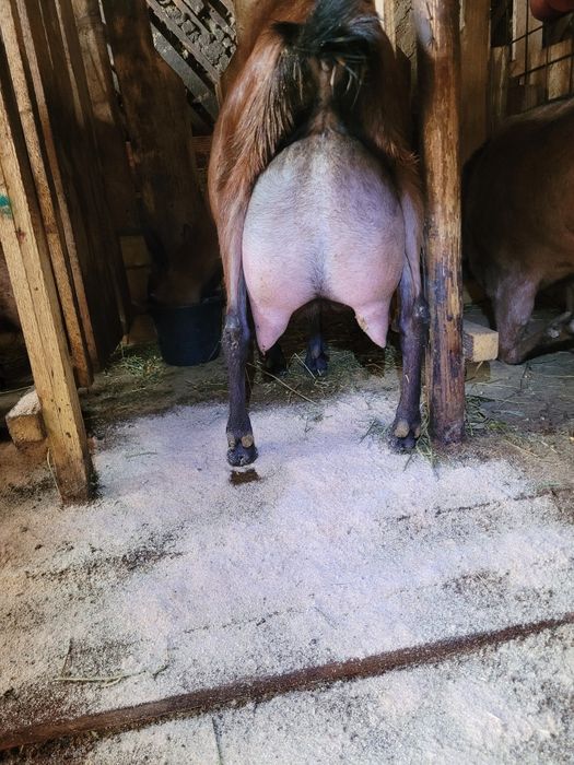 Vând iada alpina franceza din.mama top