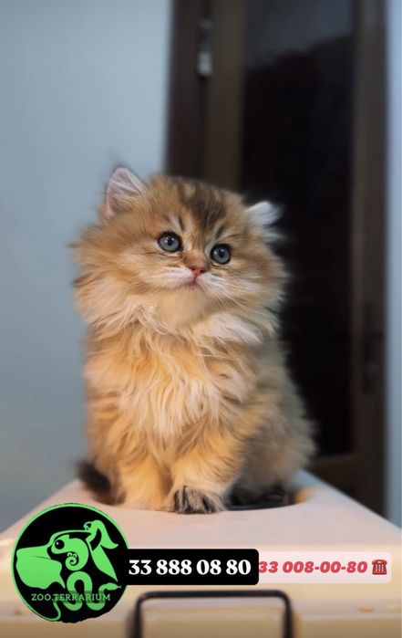 Котёнок золотая шиншилла хейланд страйт