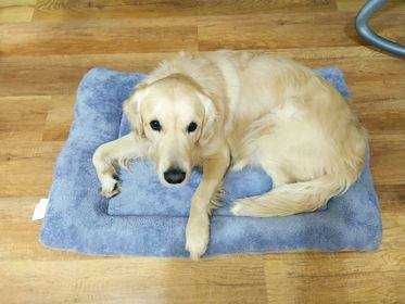 Плюшено легло за куче , кохавлия