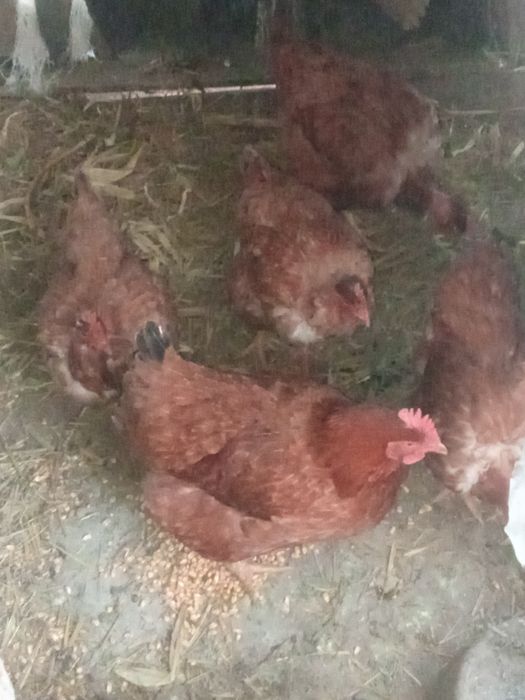 Vând găini de țară crescute bio