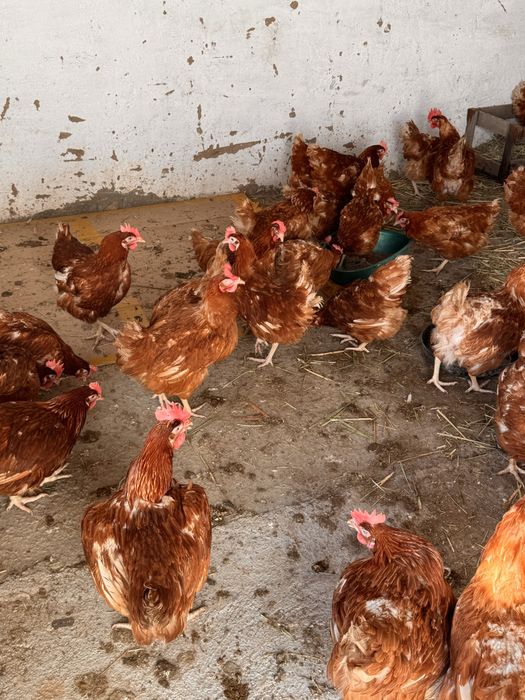 Ломан Браун тауық сатылады