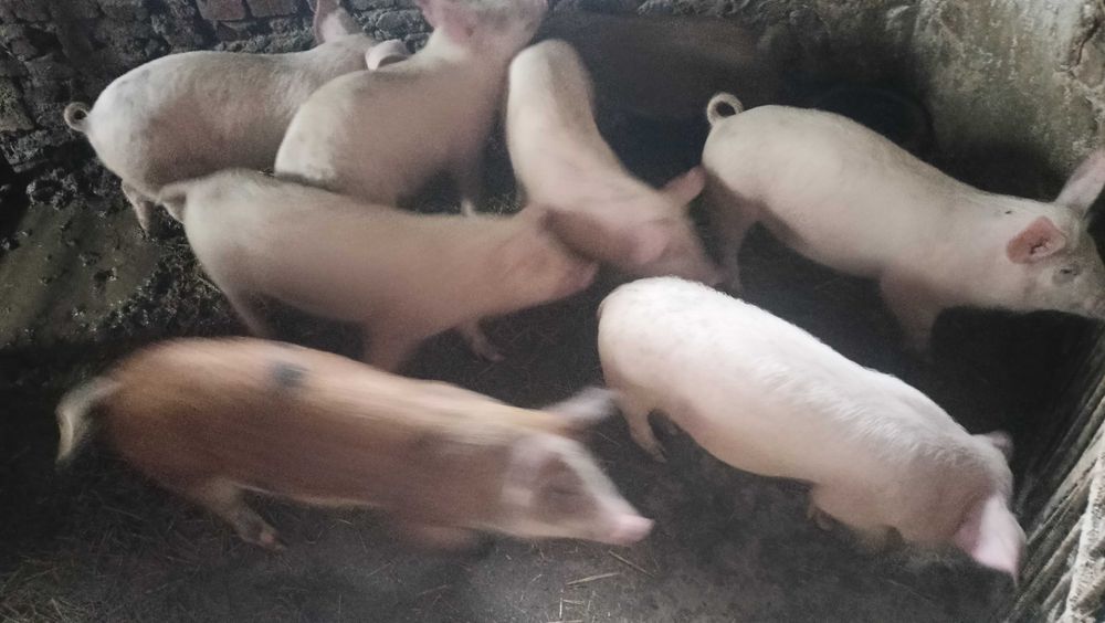 Продавам прасенца