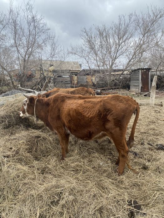 Карова с телёнкой и бычок