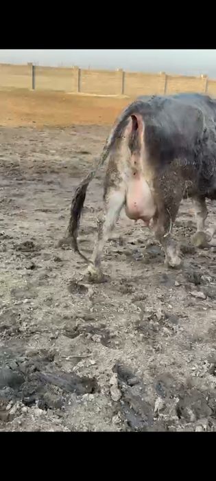 Алатау сиырлар сатылады