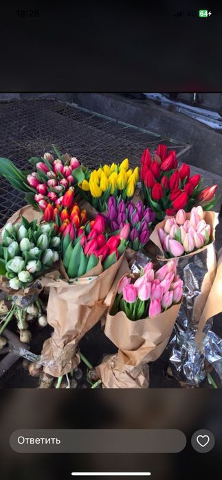 Цветый тюльпан в розницу 550 тенге