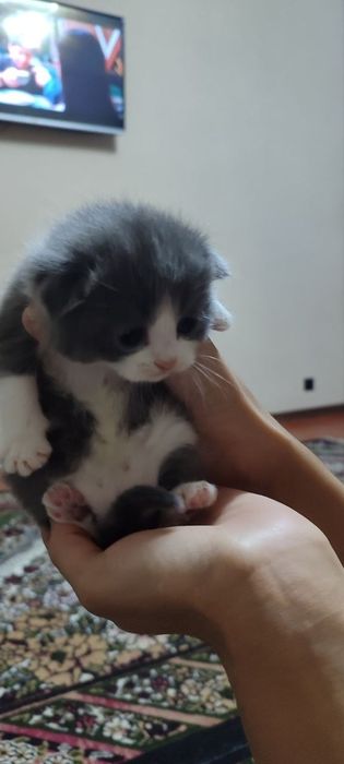 Продается кошки пародисты чисто кровные