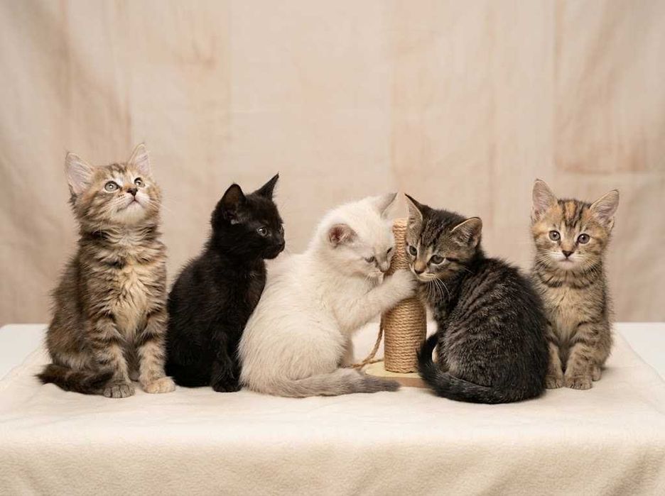 Котята в хорошие руки | +Поддержка
