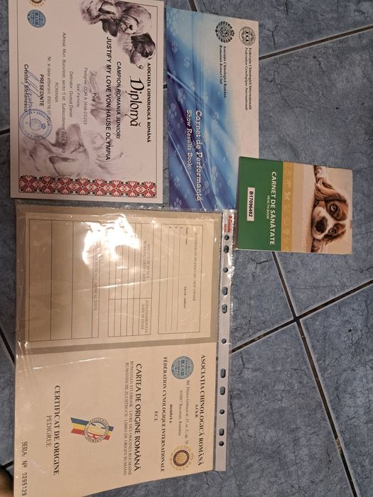 Pug(Moops) de vanzare