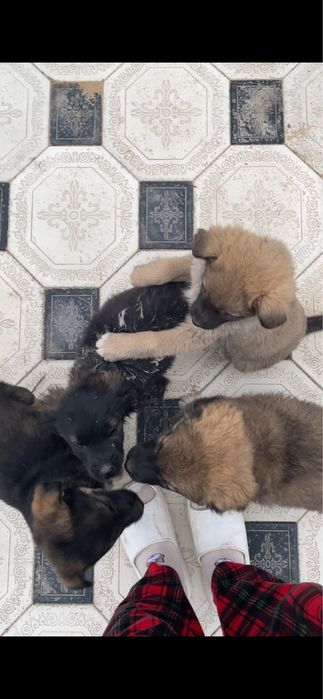 Отдам щенят в добрые руки