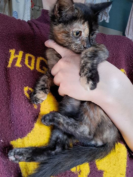 Котята 28 октября