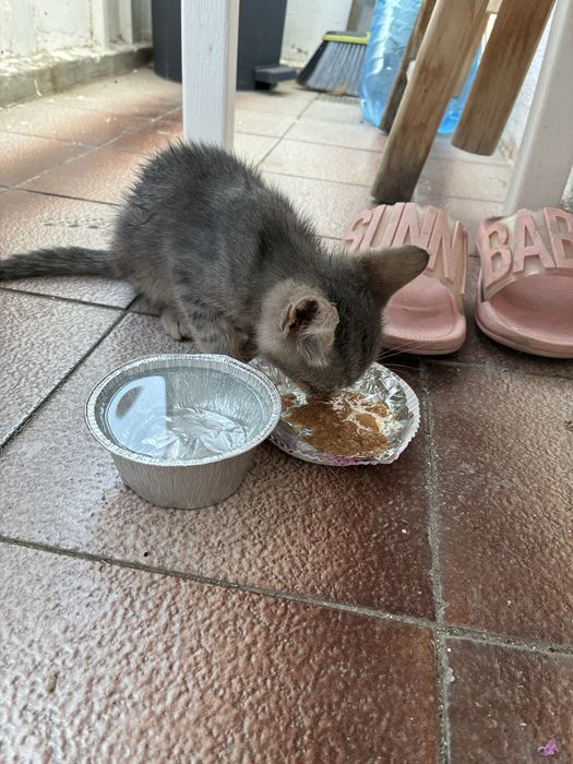 Мъжко коте на 2 месеца търси дом