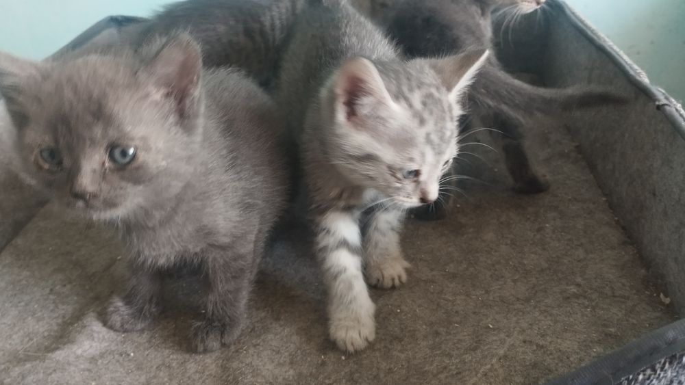 Отдам котят в хорошие руки