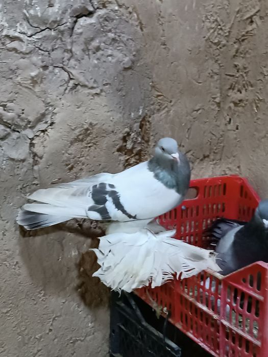 продам рябаголовых и сизых уды