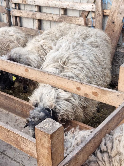 Vând berbec bun de ținut sau sacrificat