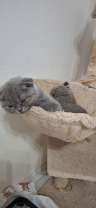 Pusicii Scttish Fold