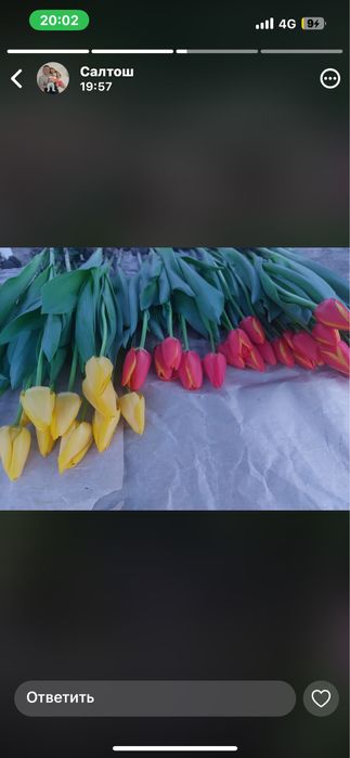 Тюлпан супер сорт