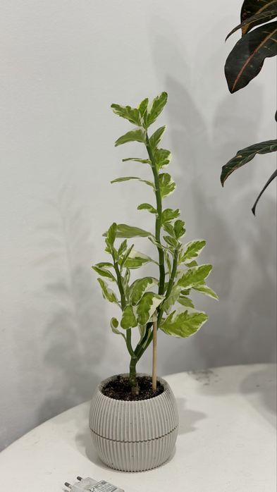 Комнатные цветы кротон, алое, педилантус