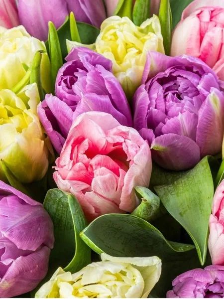 пионовидные тюльпаны   гул