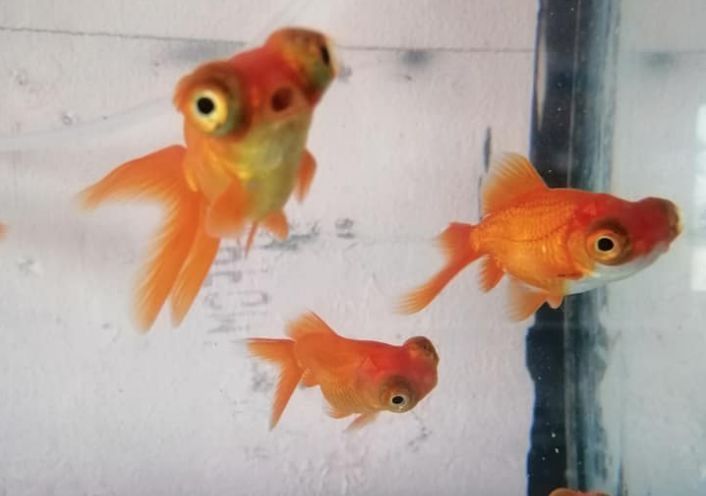 Балыктар сатылады