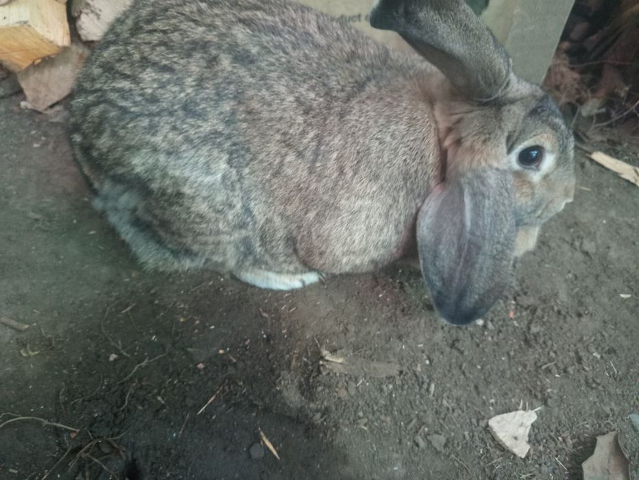 Iepuroaica de vânzare