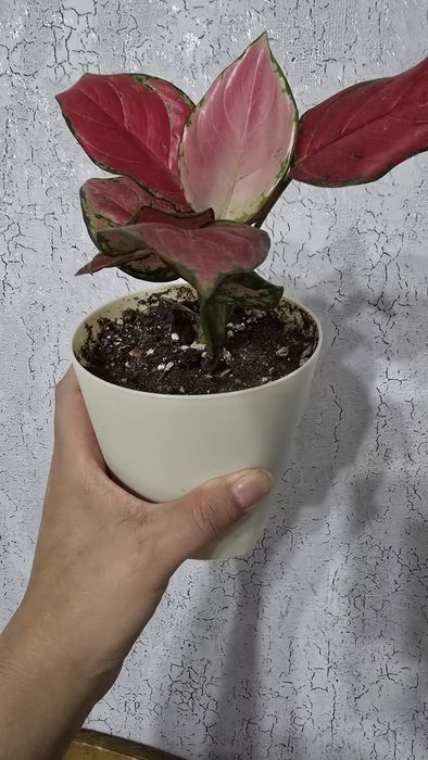 Продам Аглонему (адаптирован)