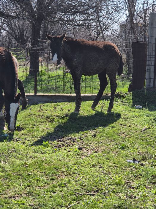 Тай сатылады 4бас