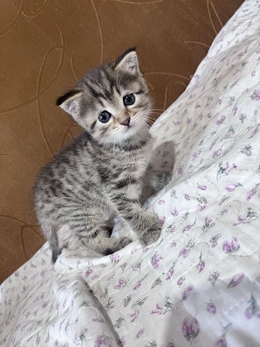 Отдам котенка девочку