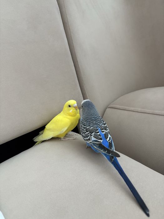 Попугаи парочка мальчик и девочка красивые милые умные