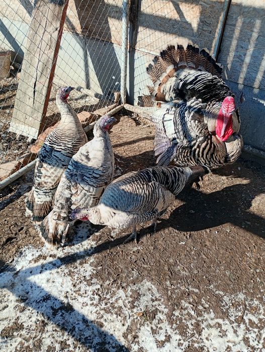 Curcani Narragansett American