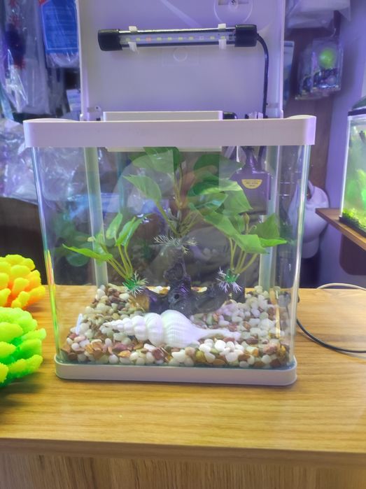 Akvarum va baliq magazin