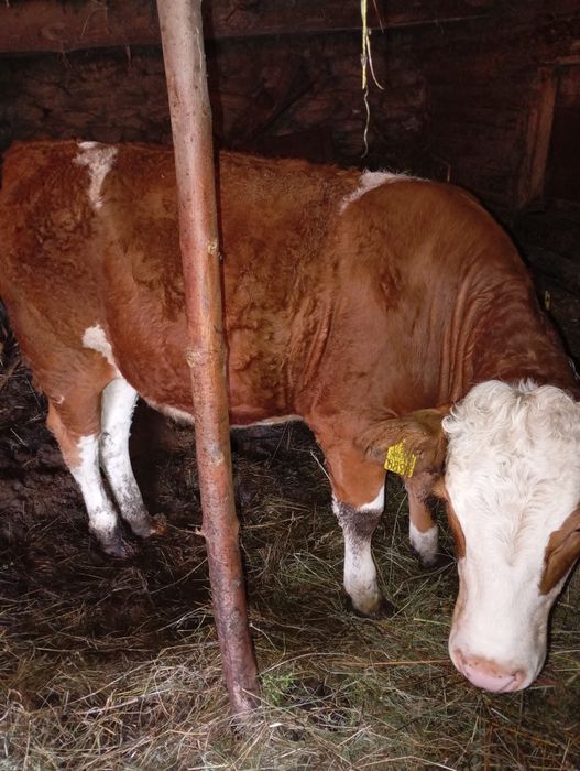 Vând vițea de 1si2luni