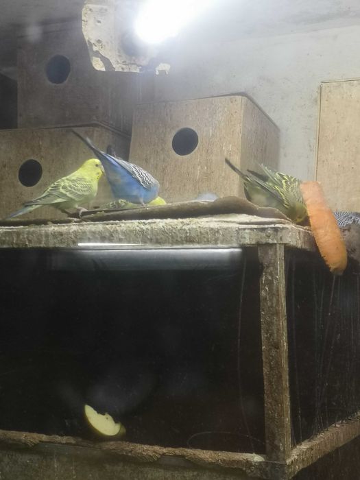 Продаются волнистые попугаи