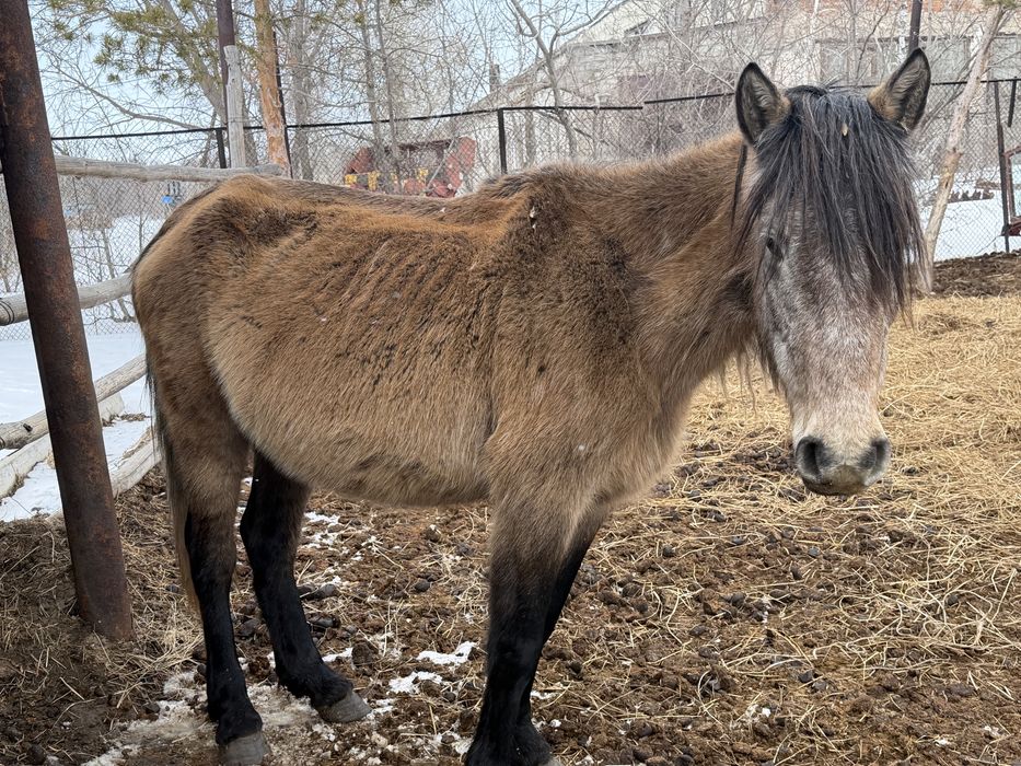 Продам лошадей 6 головы