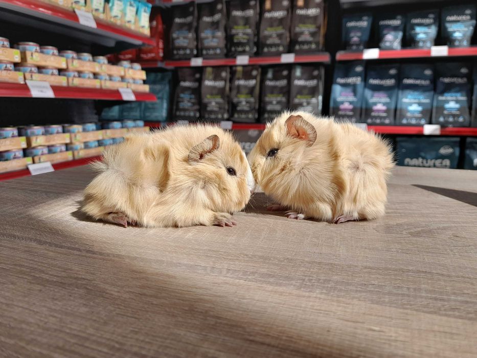 Морско свинче / свинчета късокосмести и дългокосмести на 1 месец