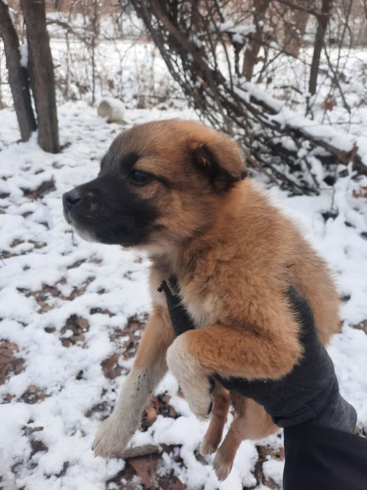 Щеночек в добрые руки