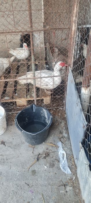 Индоутки тяжолых линий