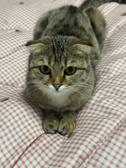Кошка скоттиш-фолд на вязку