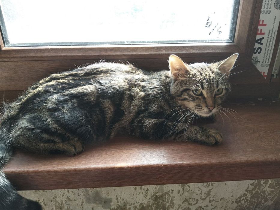 Пристраивается домашнаяя кошка и кот  в добрые ручки,  Чил район