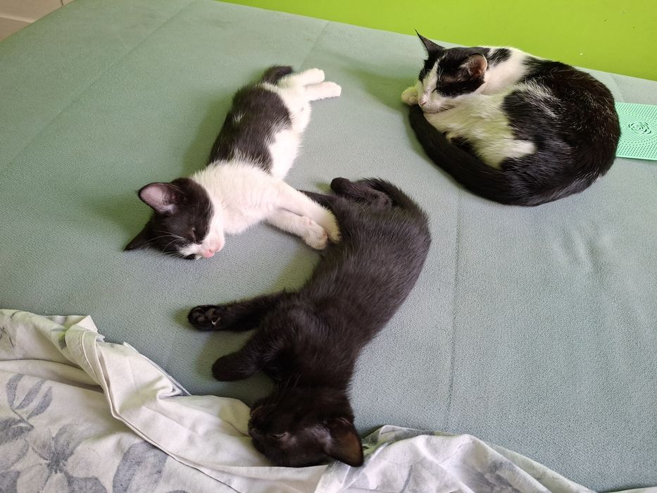Котята в частный дом