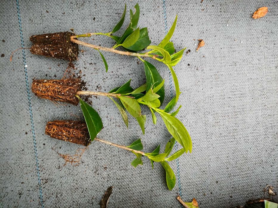 Prunus Laurocerasus Etna - rasad 15-25 cm