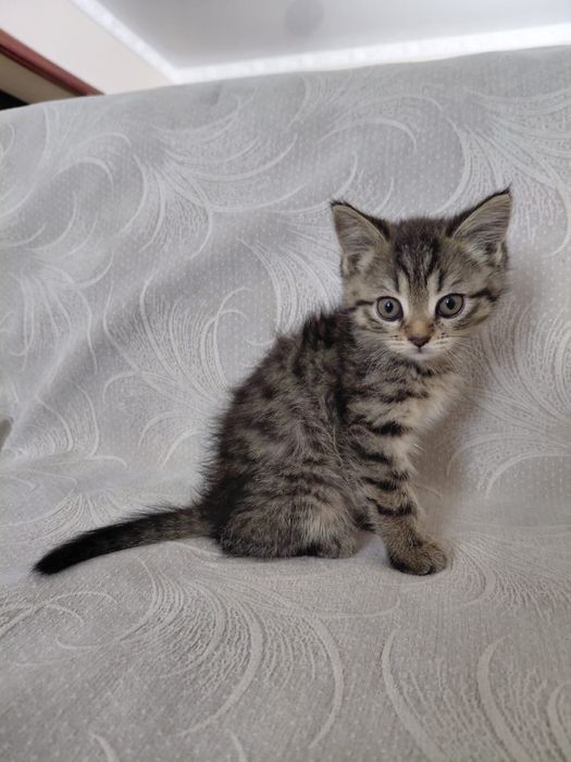 шотландские котята