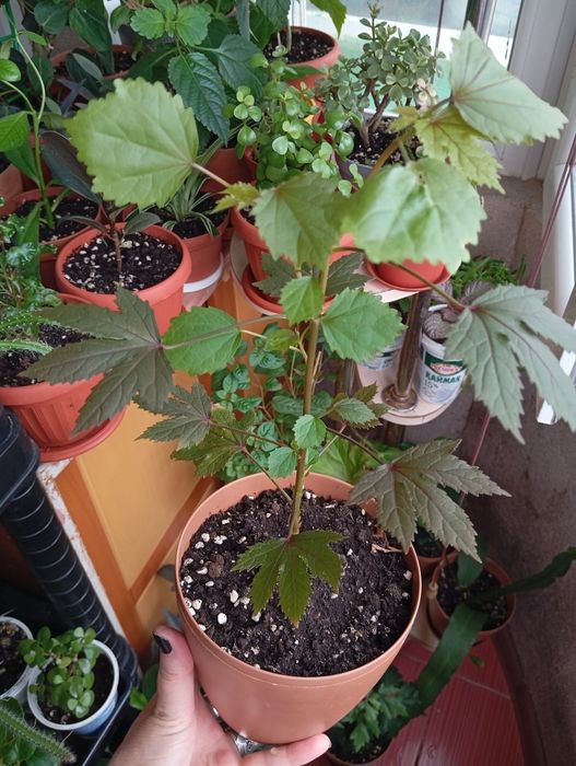 Продам комнатные растения