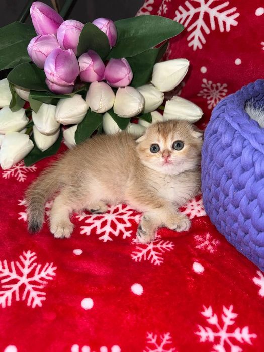 Котята золотые Шиншиллы