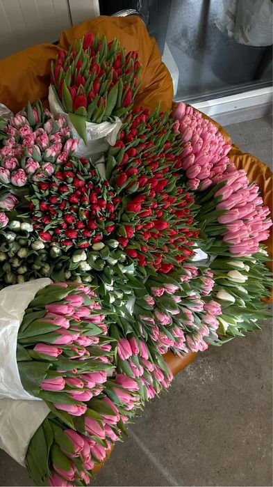 Голланские тюльпаны оптом и в розницу