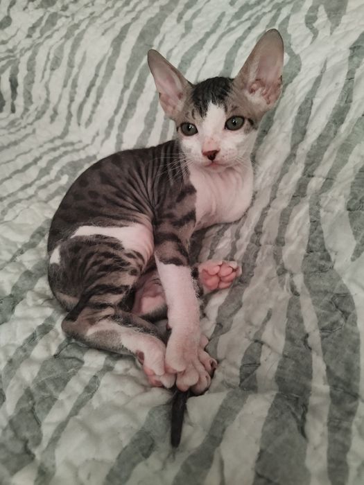 Продам котика сфинксс замш,