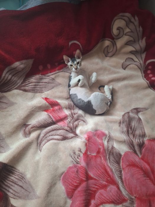 Котик сфинкс, велюр