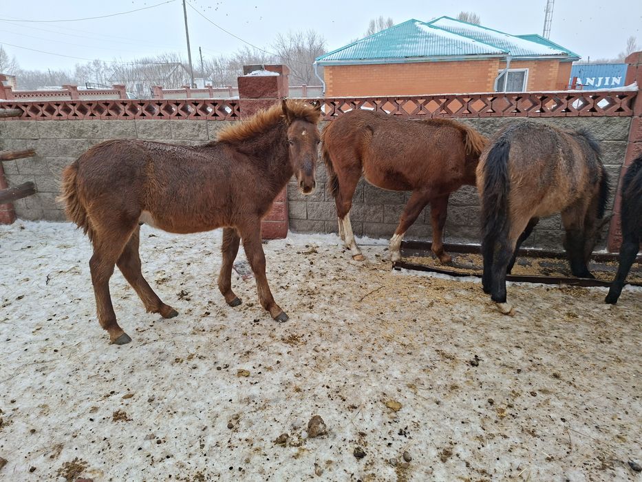 Продам жеребят!!!