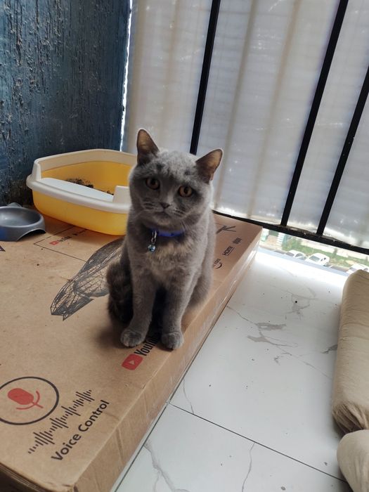 Britsh shorthair qiz bola